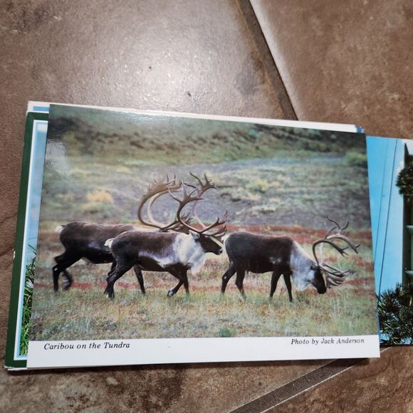 Vintage Postcard Lot – 21 Cards, Alaska & Myrtle Beach, No Writing - Picture 10 of 13